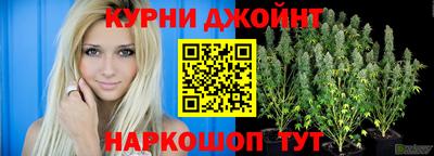 сатива Новокубанск